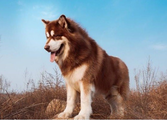 纯种阿拉斯加可以护主吗,巨型阿拉斯加能看家护主吗