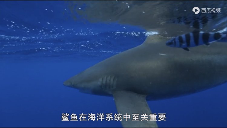 豆瓣9.3分纪录片美国,豆瓣9.8分的纪录片有哪些