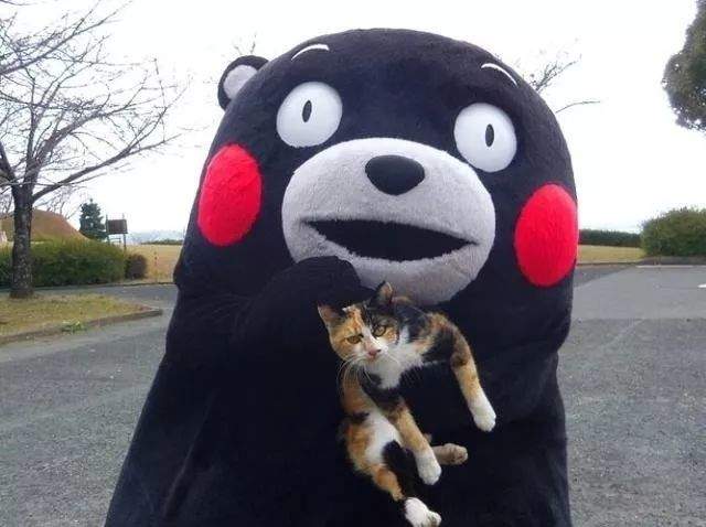 日本猫岛撸猫必备短片,日本东京免费撸猫的地方