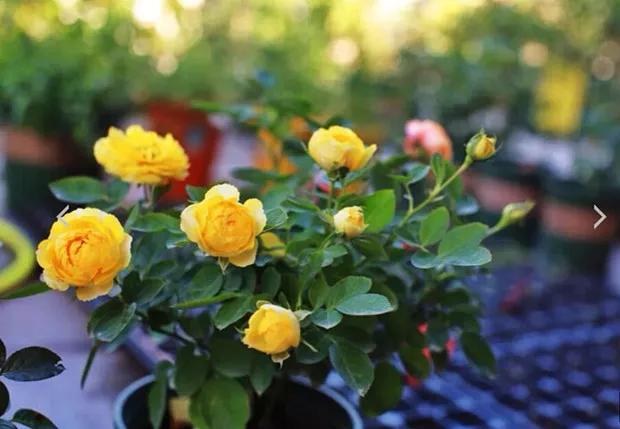 适合栽种在阳台上的月季品种,适合阳台种植的月季品种推荐