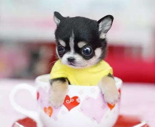 45种狗狗很难得一见你认识几种,45种最难得一见的狗