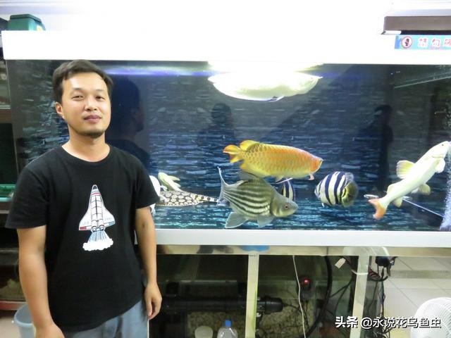 中大型热带鱼吃什么,大型热带鱼进食