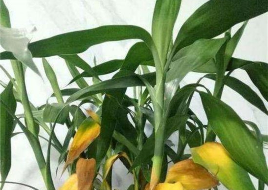 家庭水培富贵竹，常出现黄叶现象，该如何来解决？