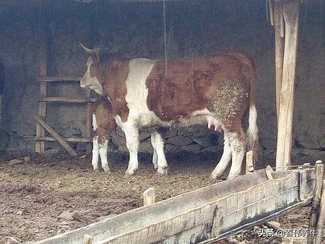 母牛下牛犊已经六个月了，但是还不发情，应该怎么治？