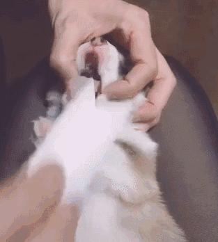 狗狗各种寄生虫的症状,狗狗常见的寄生虫