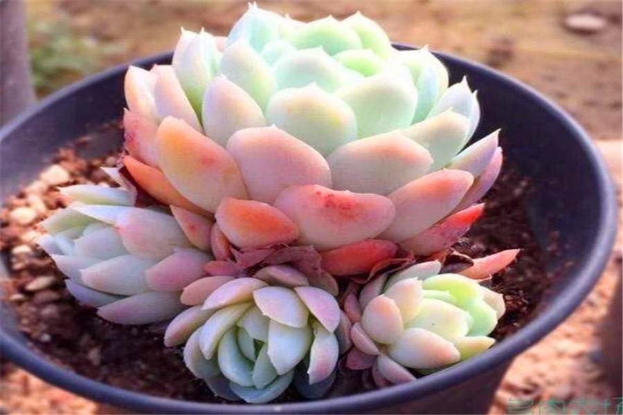 想把多肉冰梅养成透明绚烂的大果冻,就不能惯着它,越冻越有仙气