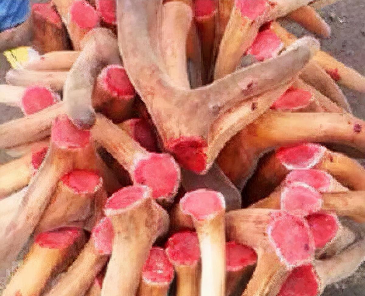 梅花鹿王娇,梅花鹿王娇简历