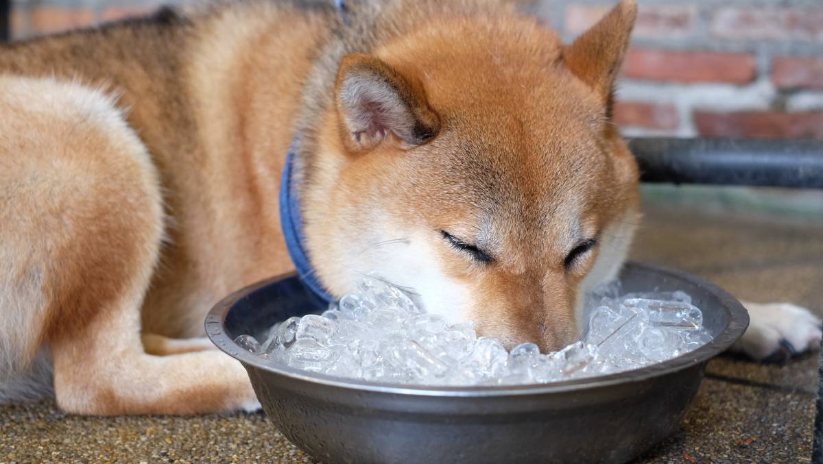 夏天狗狗没食欲,夏天狗狗突然没精神总趴着