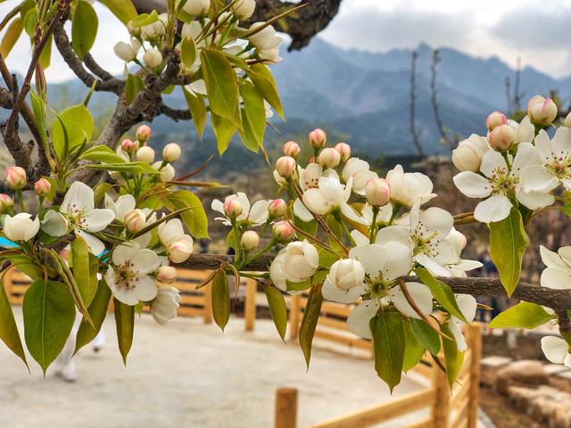 鞍山旅游攻略必玩的景点温泉,鞍山千山泡温泉攻略