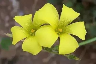 100种花的英文和花语是什么,100种花的花语以及送花礼仪分享