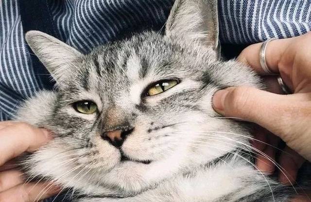 铲屎官一定要注意遛狗的时间,铲屎官遛狗日常