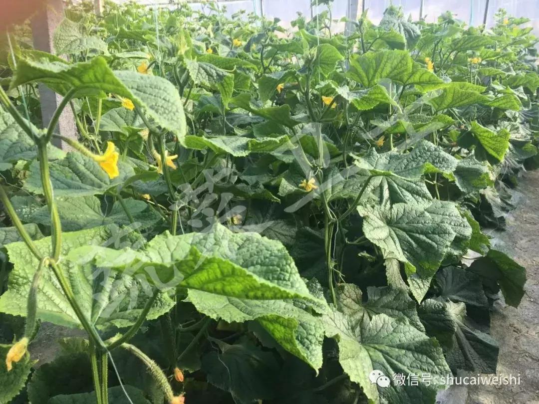 黄瓜流胶还能吃吗,黄瓜流胶病是什么原因造成的