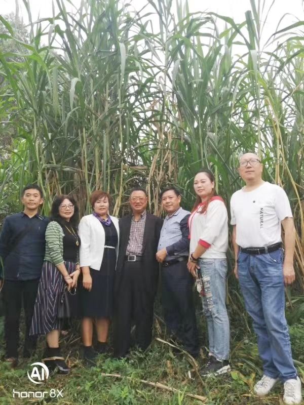 牧草立体种养模式,牧草循环农业