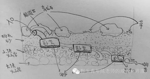 养过仓鼠的才知道的事,养仓鼠要不要给仓鼠洗澡