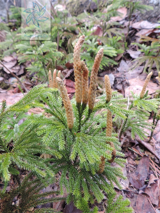 玉柏,见过吗?祛风除湿,舒筋通络。治风湿痛、腰腿痛、肢体麻木