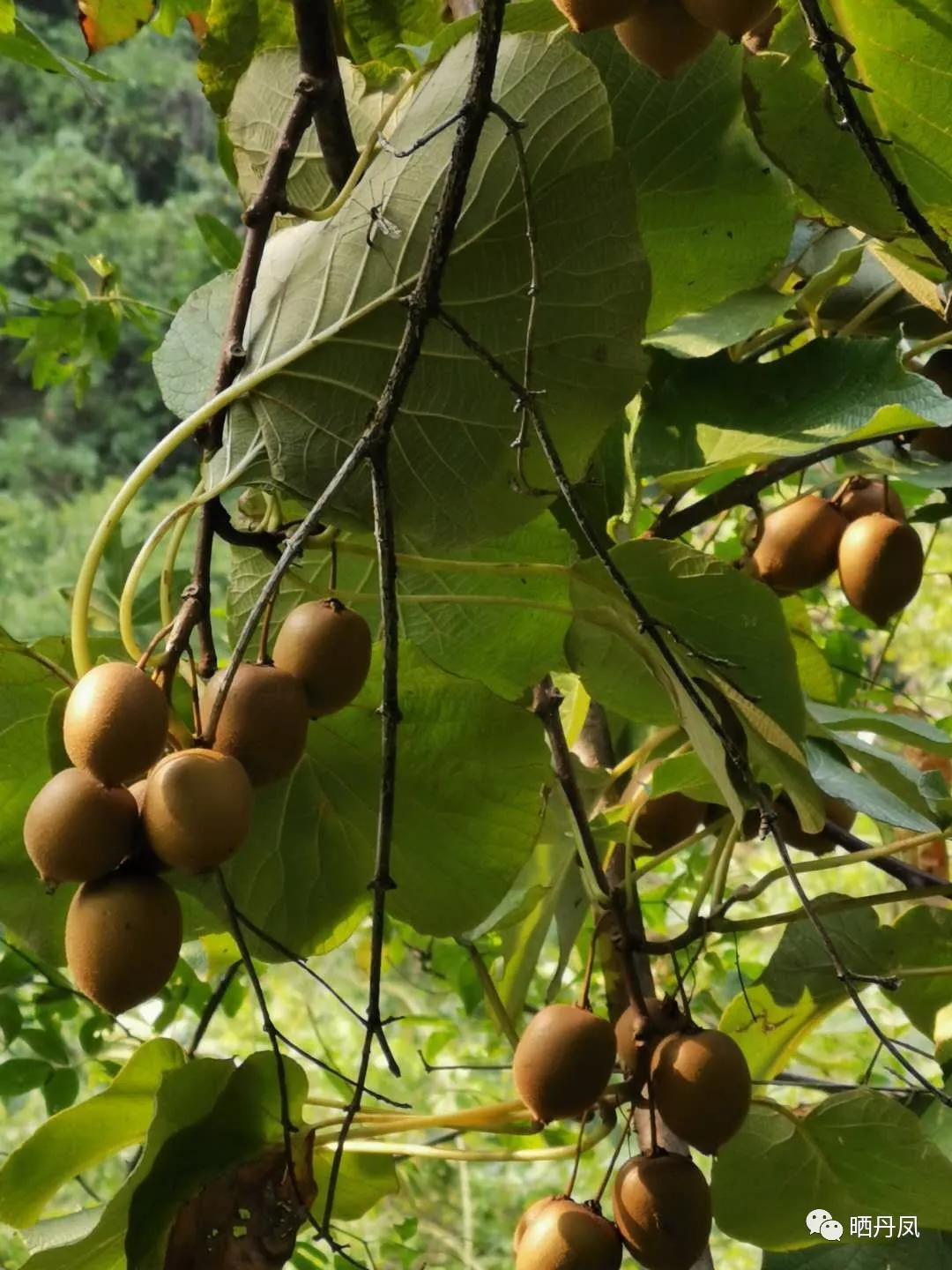 柯玲：琵琶沟，我的老家