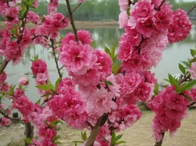 看到花的时候，不知是什么花？那就收下这份百花图谱