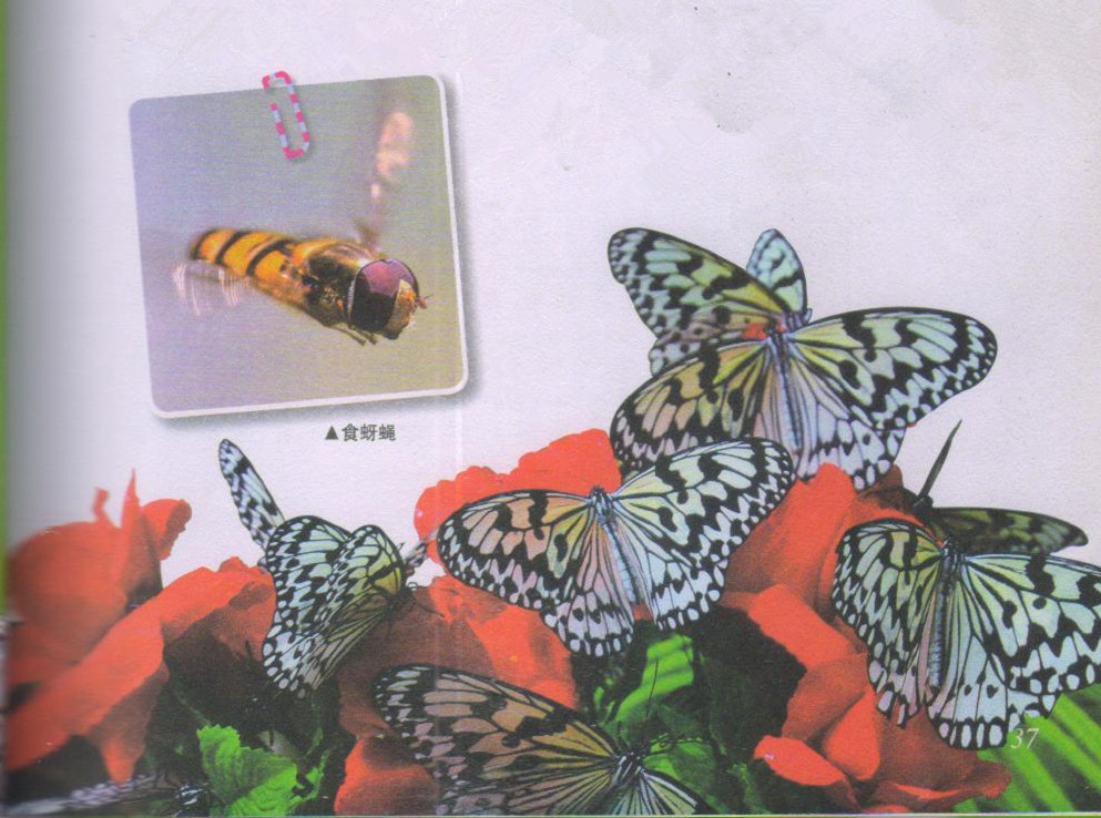 昆虫样子特点,昆虫视觉是什么样的