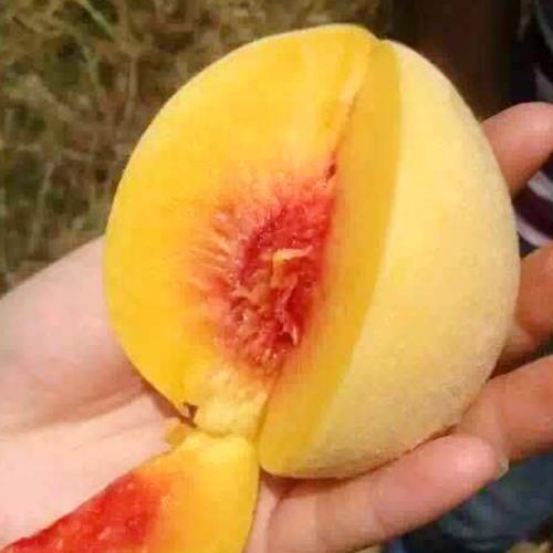 桃子含铁量高，所以经常吃能补血？夏季吃桃子，别犯这几个错误