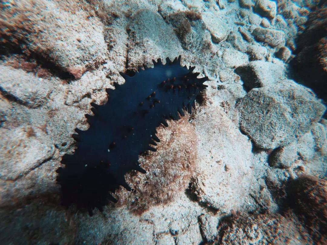 菲律宾自由潜水最好的地方,菲律宾旅游潜水