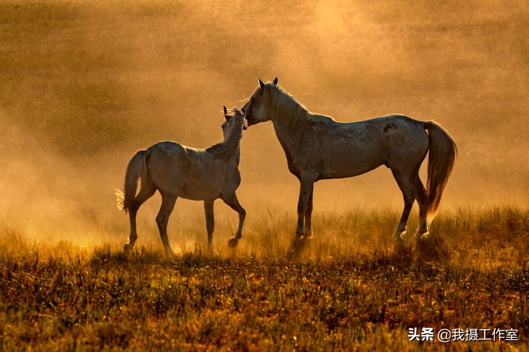 第16届国际摄影艺术展获奖作品,第29届全国摄影艺术展览作品集