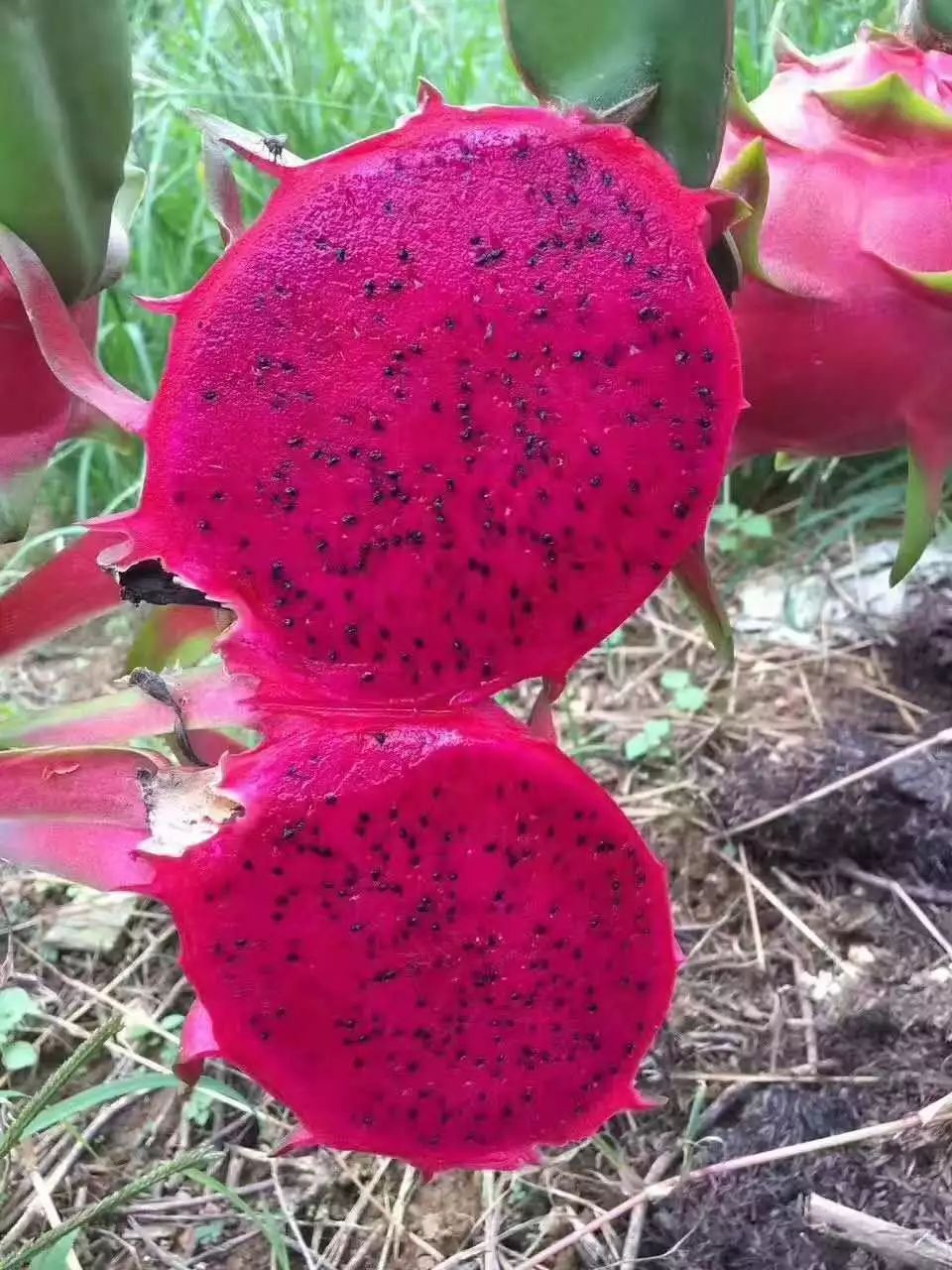 江阴附近生态园葡萄采摘,江阴申港采摘园