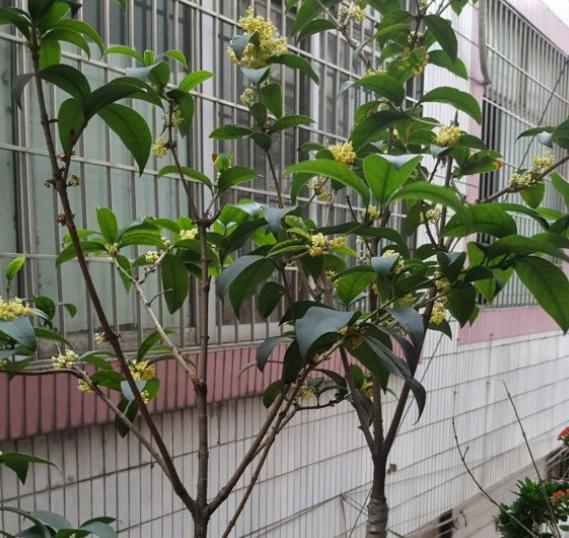 日香桂新栽的多久开花,日香桂开花一般几天枯萎