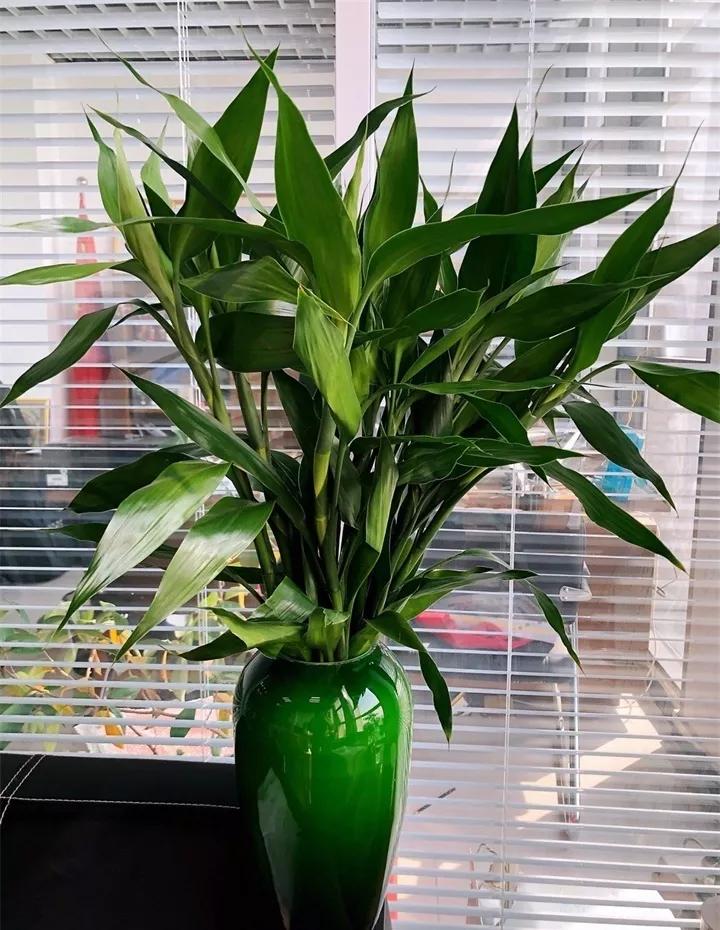 刚买的花，发蔫落苞加黄叶！为什么呢？多半是放错了位置