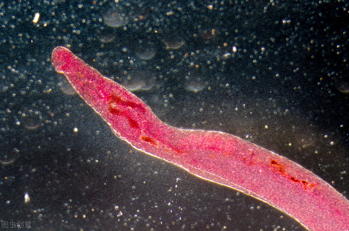 尖锐性湿疣和梅毒艾滋病哪个严重,尖锐湿疣和梅毒艾滋病有什么关系