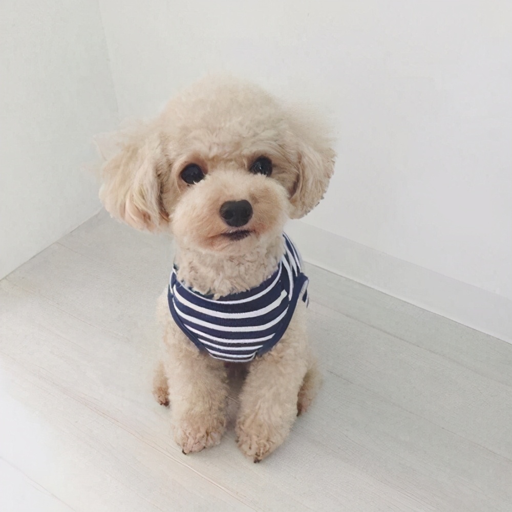 泰迪这几大部位，主人不要乱打，都是它的“命线”