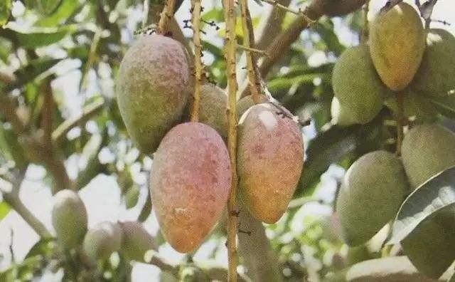 芒果流胶病用什么药治疗最好,芒果树流胶病怎么治理