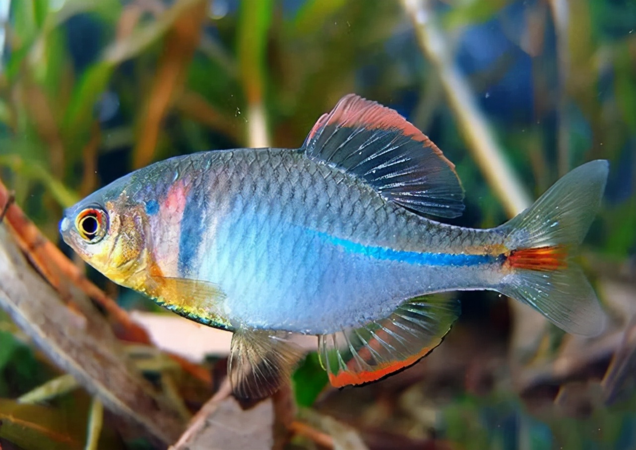 鳑鲏以前被人嫌弃的鱼,鳑鲏鱼经济价值