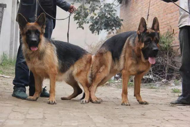 狗狗交配时强行将它们分开?脑子是个好东西,希望你能有!