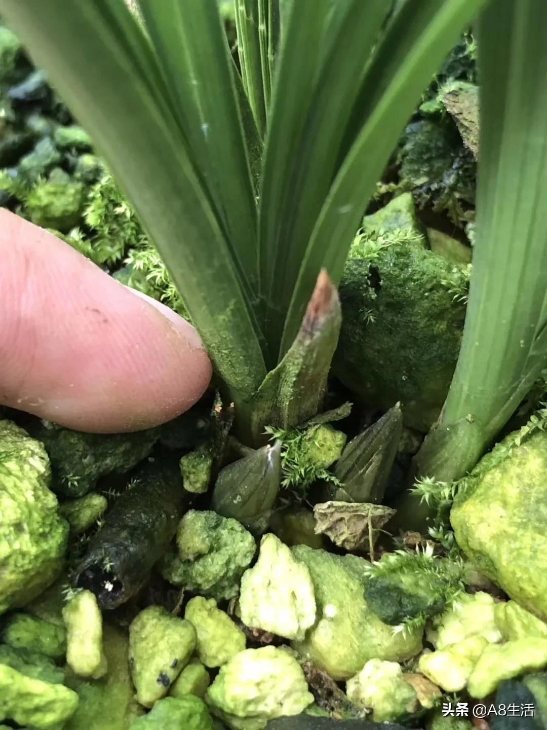 每日一品栏目,每日一品七律