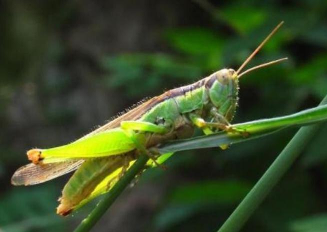 蝗虫最大的危害时期和消灭时期,蝗虫和飞蝗哪个危害大