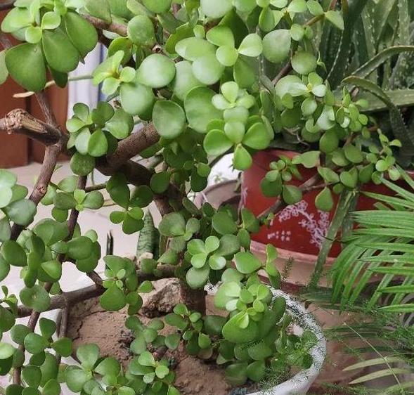 花草叶子发黄枯萎怎么办,花草的叶子发黄怎么办