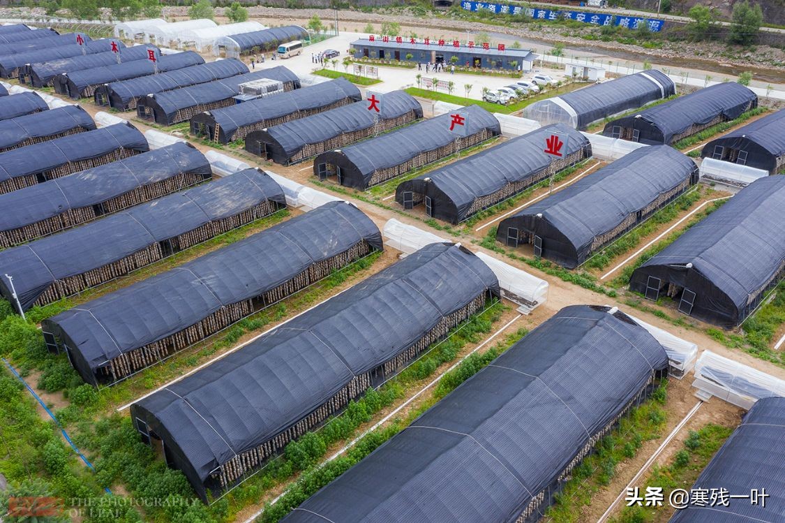 纯天然的野生木耳生长过程,山里采的野生木耳一斤多少钱