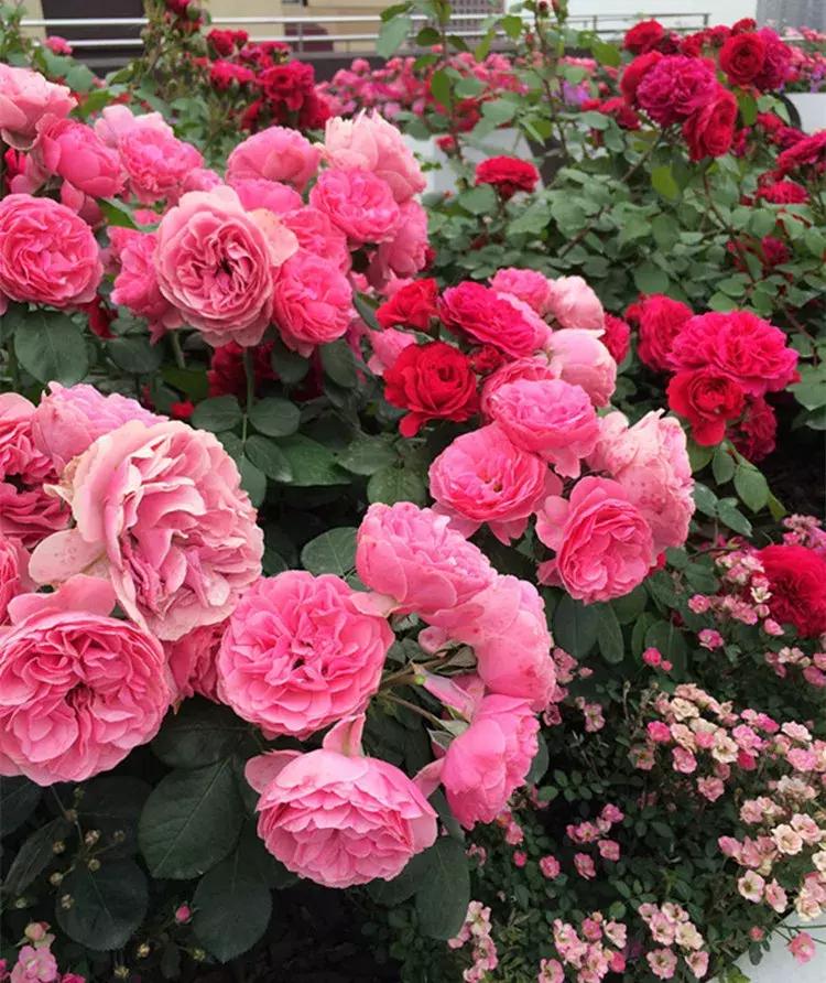 耐晒又香又好养的阳台月季,阳台月季好养吗