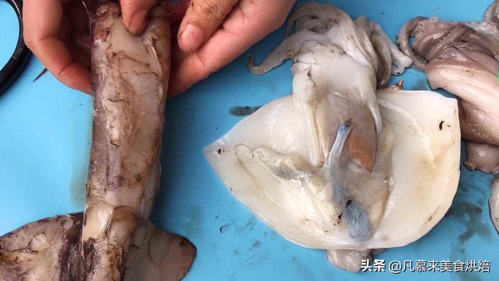 海兔墨鱼和八爪鱼哪个好吃,八爪鱼墨鱼鱿鱼海兔