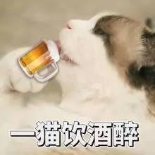 养猫常备药物推荐,铲屎官必备驱虫药