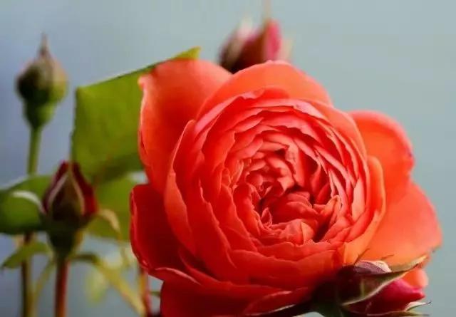 玫瑰花有哪些品种,玫瑰花有哪些品种大全