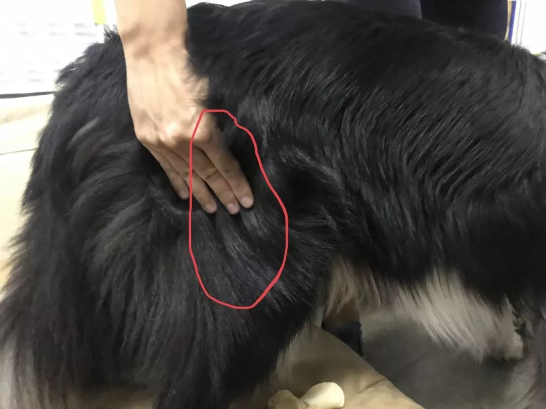 十字韧带正确使用方法,前交叉韧带健身房康复动作