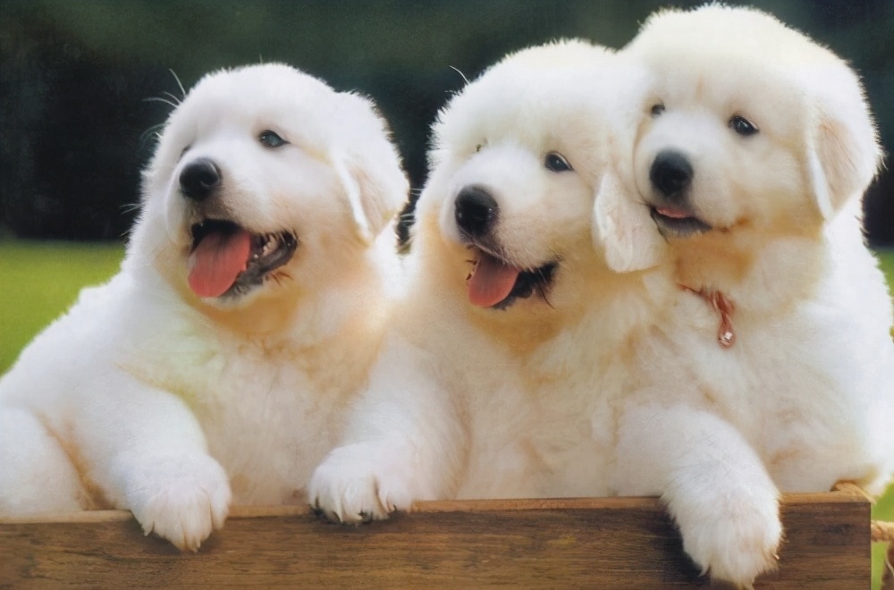 家中出贵人是哪四喜,宅子出现六喜是哪六喜