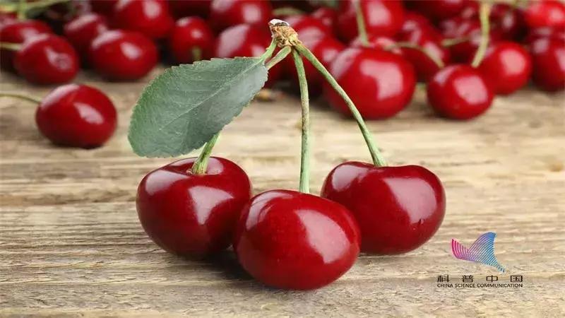 樱桃里面长的有小肉虫能吃吗,樱桃里面的虫子对人体有害吗