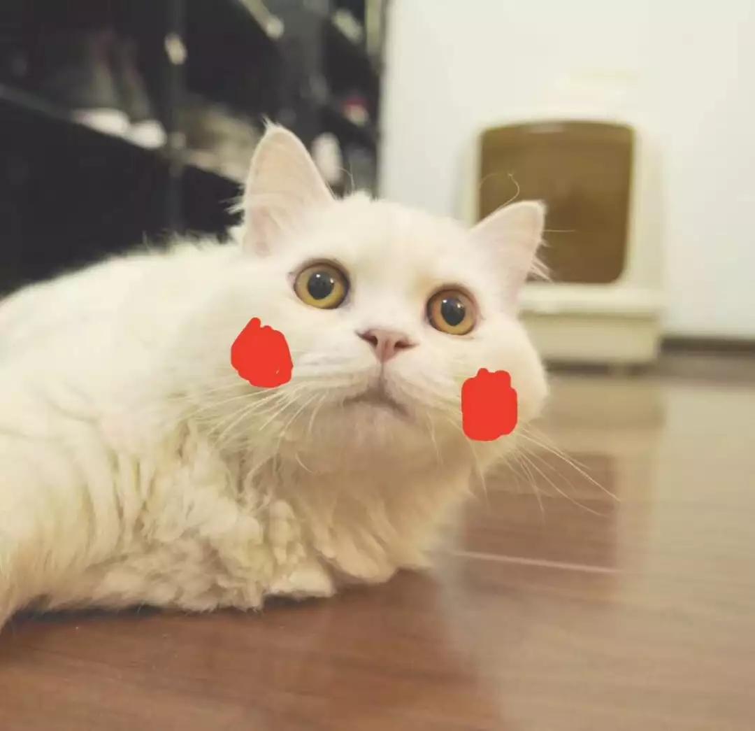 闲鱼宝藏周边,闲鱼上的宝藏手机店铺