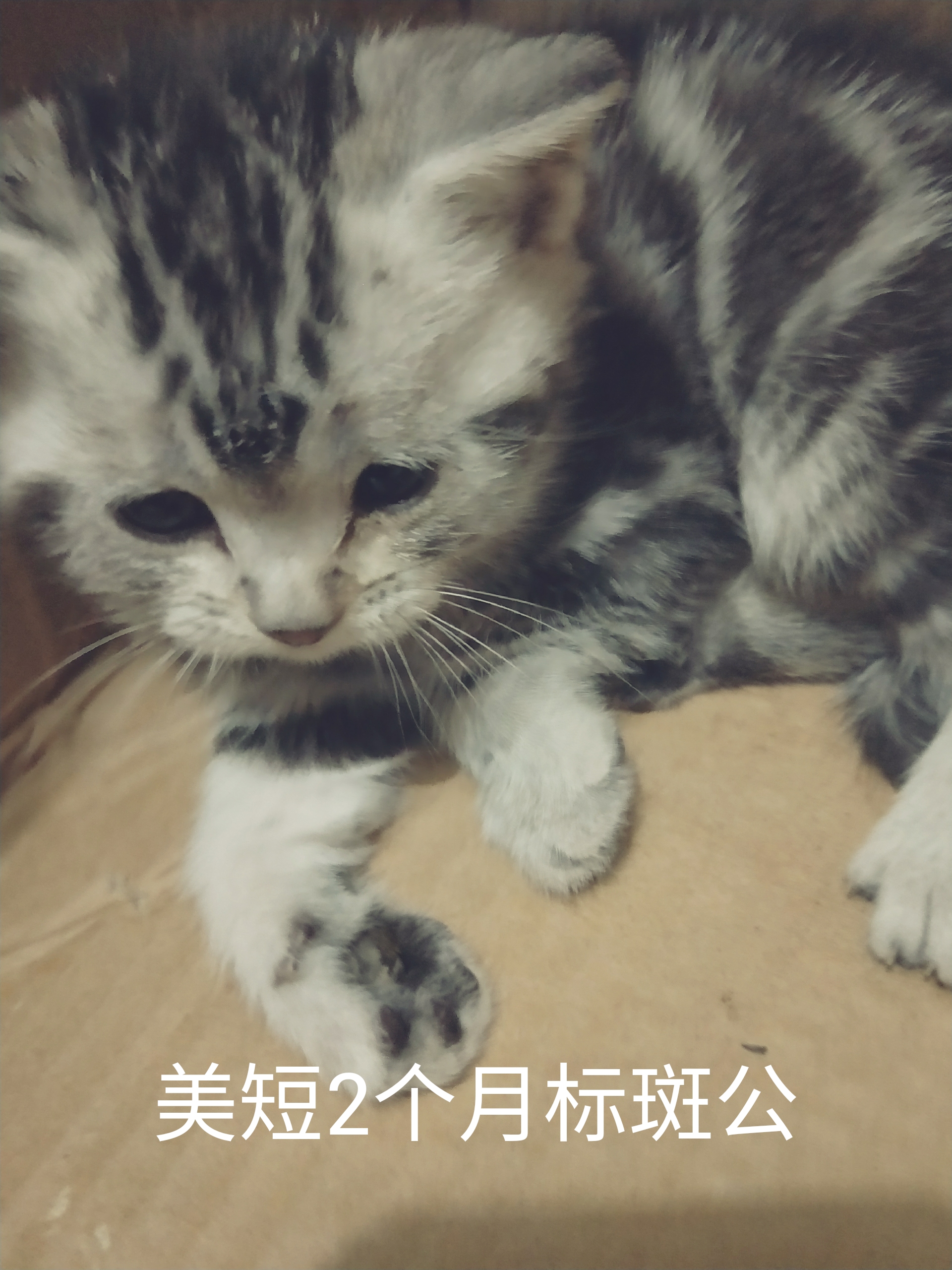 猫癣经历,猫癣的形成原因与治疗方法