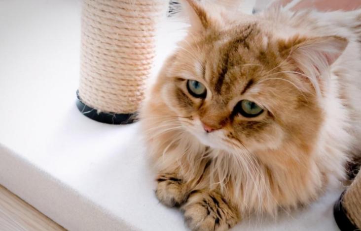 猫咪打441怎么才能不反抗,猫咪不喜欢主人亲近但是不反抗