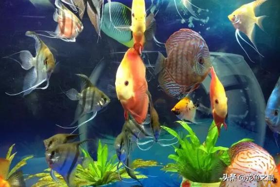 龙鱼喜欢打架,龙鱼混养虎鱼打架