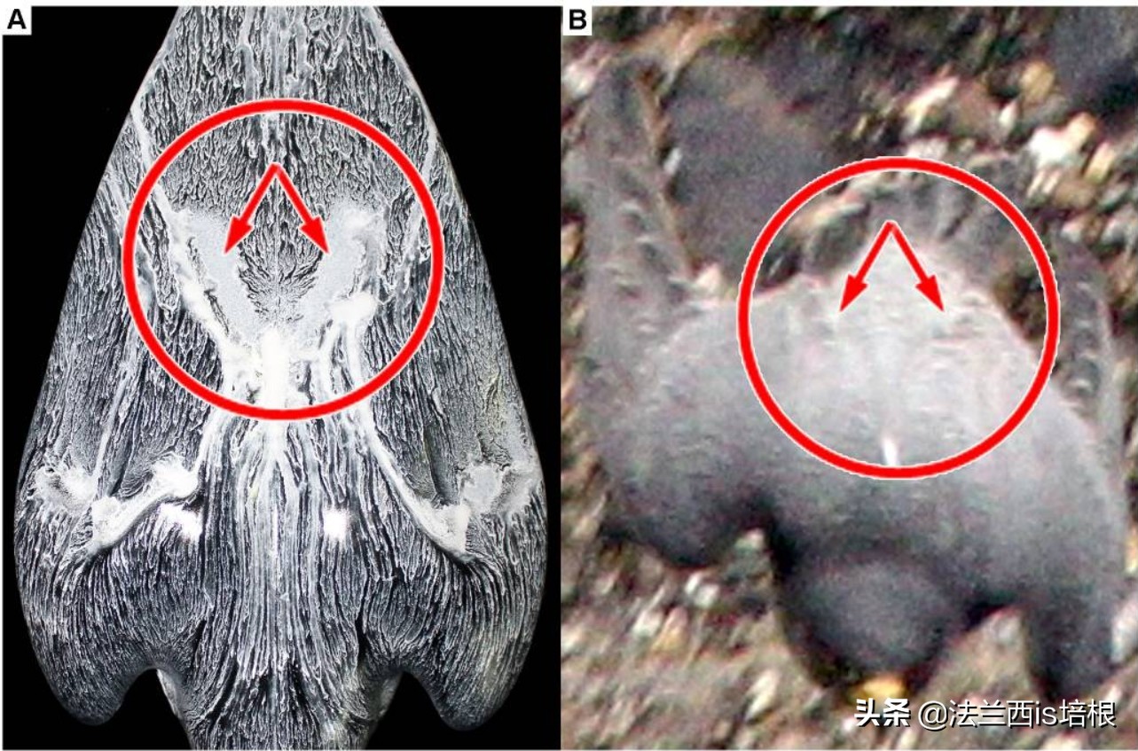 游隼为什么能飞那么快?绝招破解气流分离难题,加速无极限