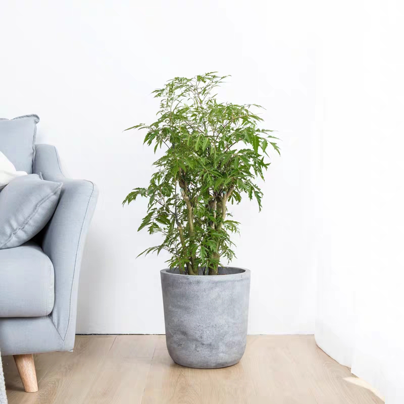 卧室可以养这五种盆栽,大盆栽植物室内旺宅